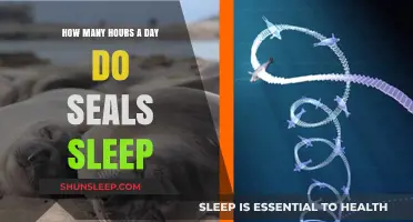 Unveiling the Secrets of Seal Slumber: A Deep Dive into Their Daily Rest