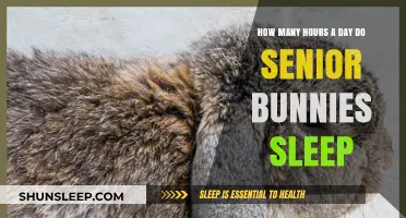 Understanding Senior Bunny Sleep Patterns: A Comprehensive Guide