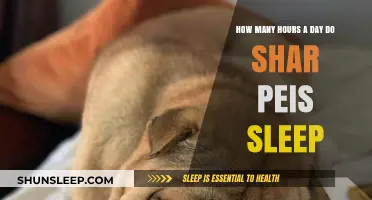Understanding the Sleep Patterns of Shar Peis: A Comprehensive Guide