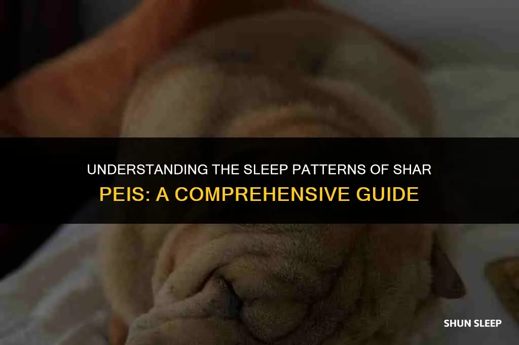 how many hours a day do shar peis sleep