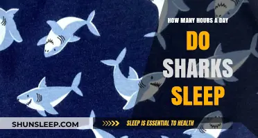 Unveiling the Mysteries of Shark Slumber: A Deep Dive into Their Daily Rest