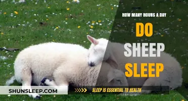 Unraveling the Mysteries of Sheep Slumber: A Deep Dive into Their Daily Rest