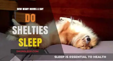 Understanding Sheltie Sleep Patterns: A Comprehensive Guide