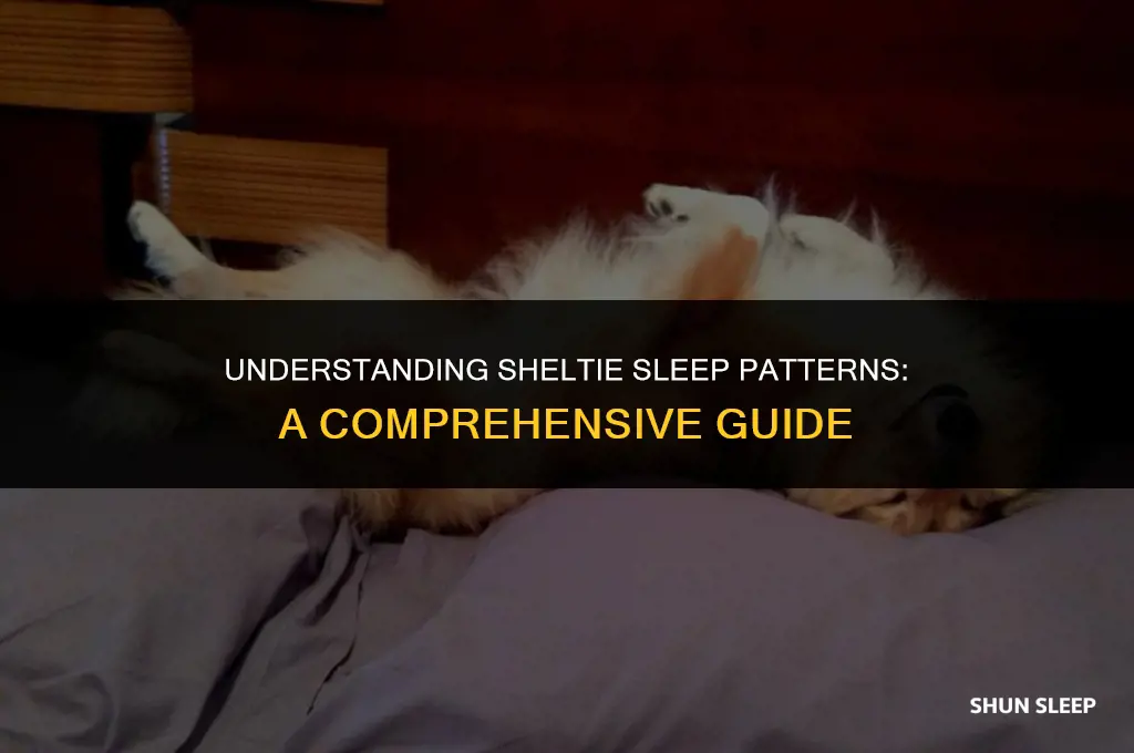 how many hours a day do shelties sleep