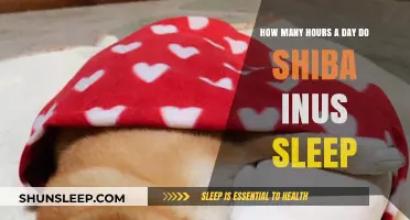 Unveiling the Sleep Secrets of Shiba Inus: A Comprehensive Guide