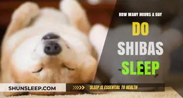 Unveiling the Sleep Secrets of Shibas: A Comprehensive Guide