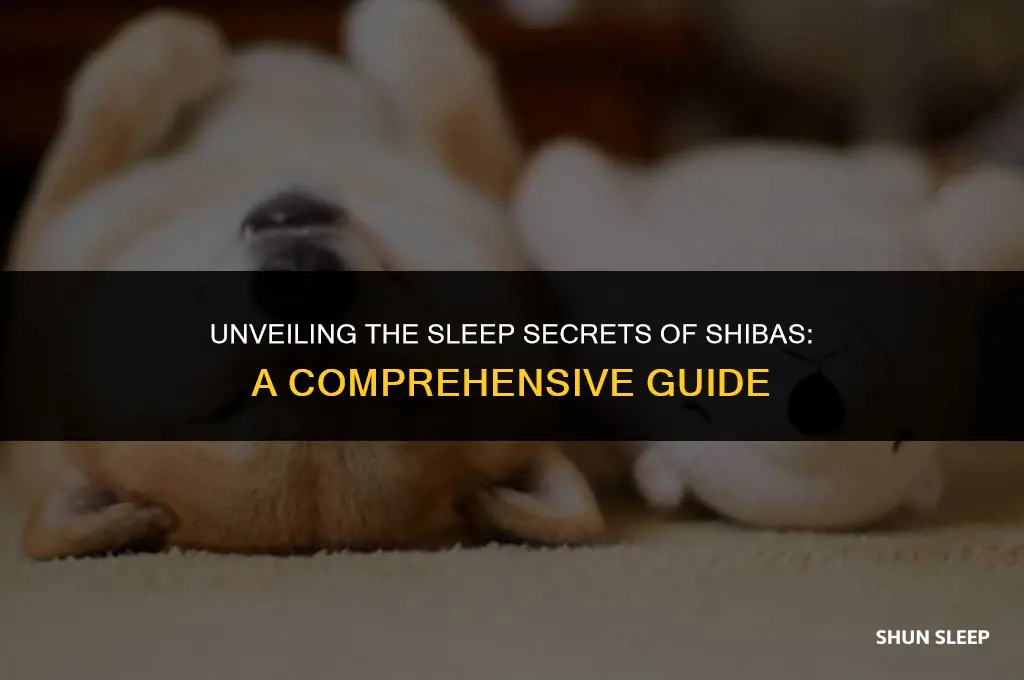 how many hours a day do shibas sleep