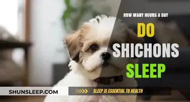 Understanding Shichon Sleep Patterns: A Guide to Their Daily Rest