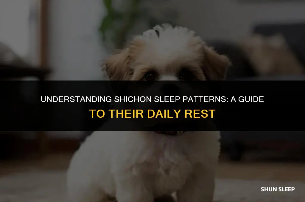 how many hours a day do shichons sleep