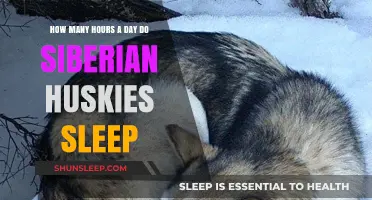 Unveiling the Sleep Secrets of Siberian Huskies: A Comprehensive Guide