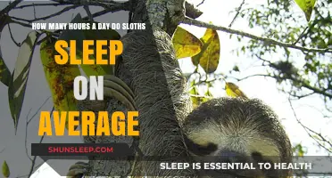 Unveiling the Lazy Lifestyle: Average Daily Slumber of Sloths