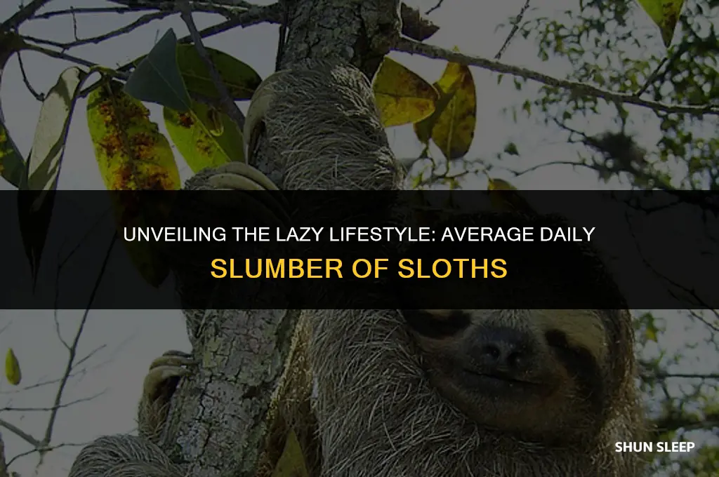 how many hours a day do sloths sleep on average