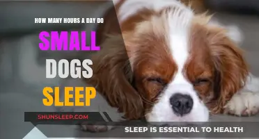 Understanding Canine Slumber: How Much Do Small Dogs Sleep Daily?
