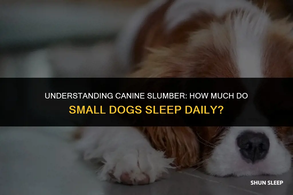 how many hours a day do small dogs sleep