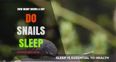 Unveiling the Slumber Secrets of Snails: A Daily Rest Countdown