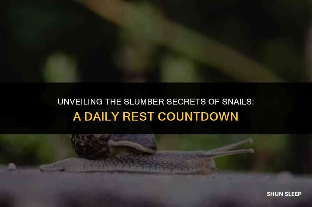 how many hours a day do snails sleep