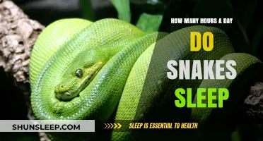 Unveiling the Mysteries of Snake Slumber: A Daily Rest Guide