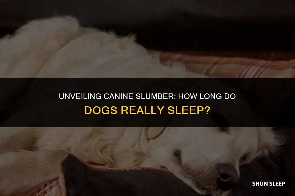 how many hours a day do sogs sleep
