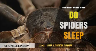 Unraveling the Mystery: Do Spiders Ever Sleep?