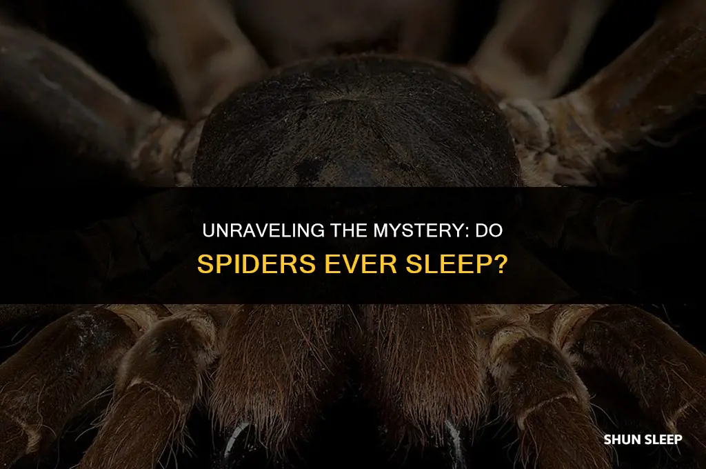 how many hours a day do spiders sleep
