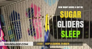 Sweet Slumbers: Unraveling the Sleep Secrets of Sugar Gliders