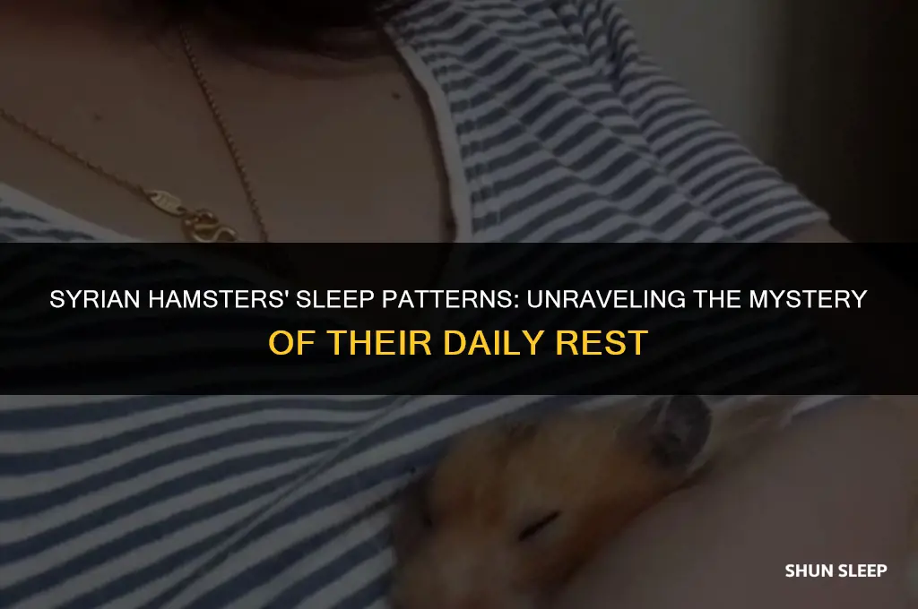 how many hours a day do syrian hamsters sleep