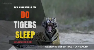 Unveiling the Secrets of Tiger Slumber: A Daily Rest Analysis