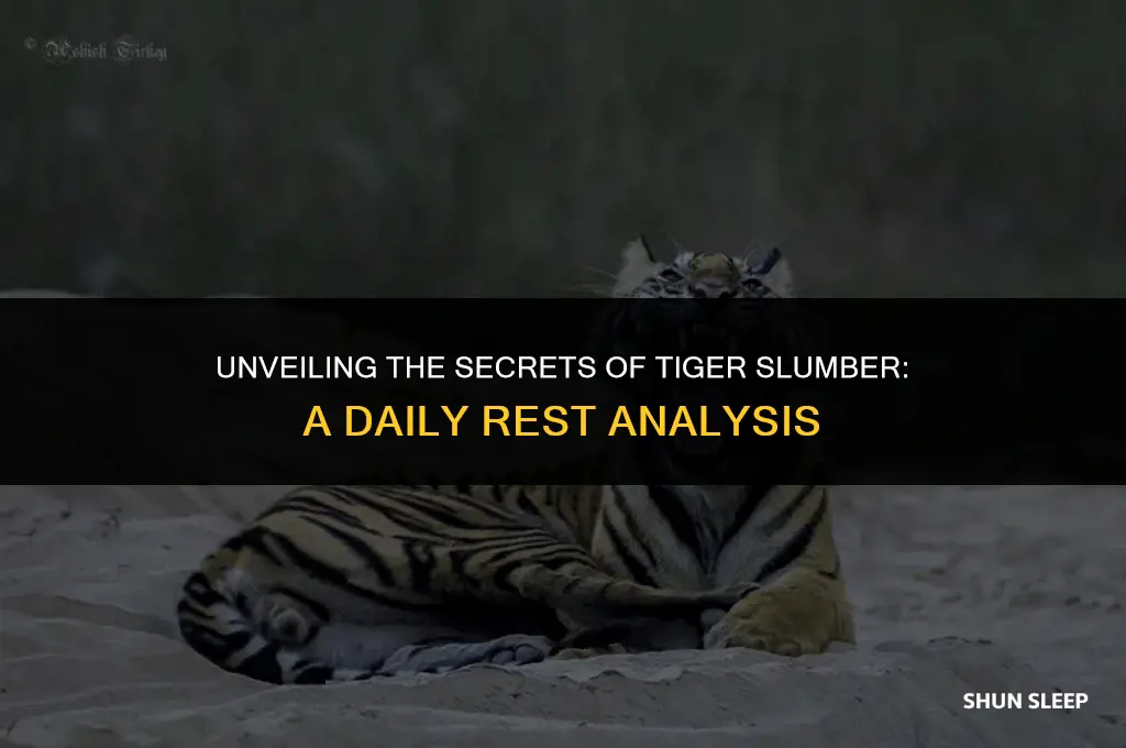 how many hours a day do tigers sleep