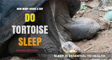 Unveiling the Slumber Secrets of Tortoises: A Daily Rest Guide