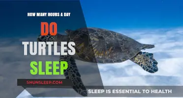 Unveiling the Slumber Secrets: A Day in the Life of Turtles