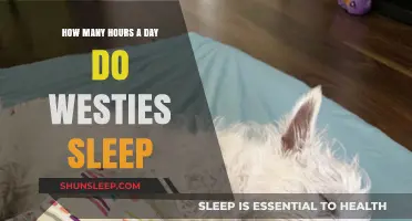 Understanding Westie Sleep Patterns: A Guide for Dog Owners