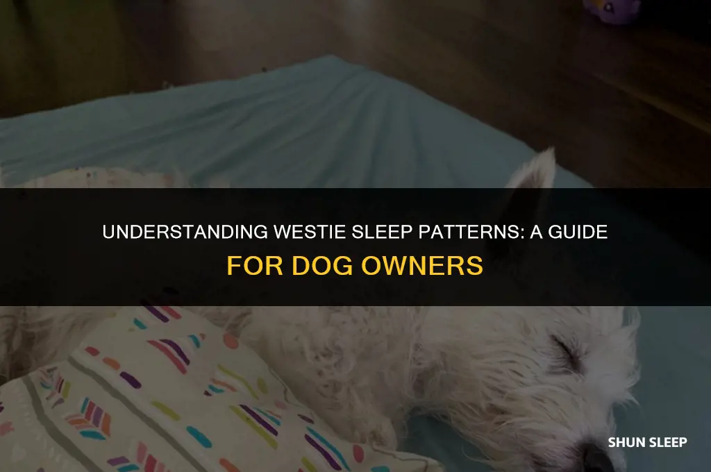 how many hours a day do westies sleep