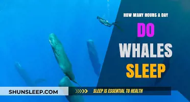 Unveiling the Mysteries of Whale Slumber: A Deep Dive into Cetacean Rest Patterns