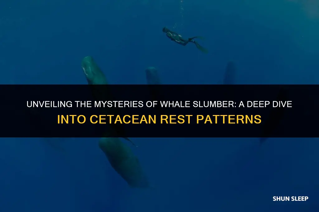 how many hours a day do whales sleep