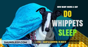 Understanding Whippet Sleep Patterns: A Guide to Their Daily Rest