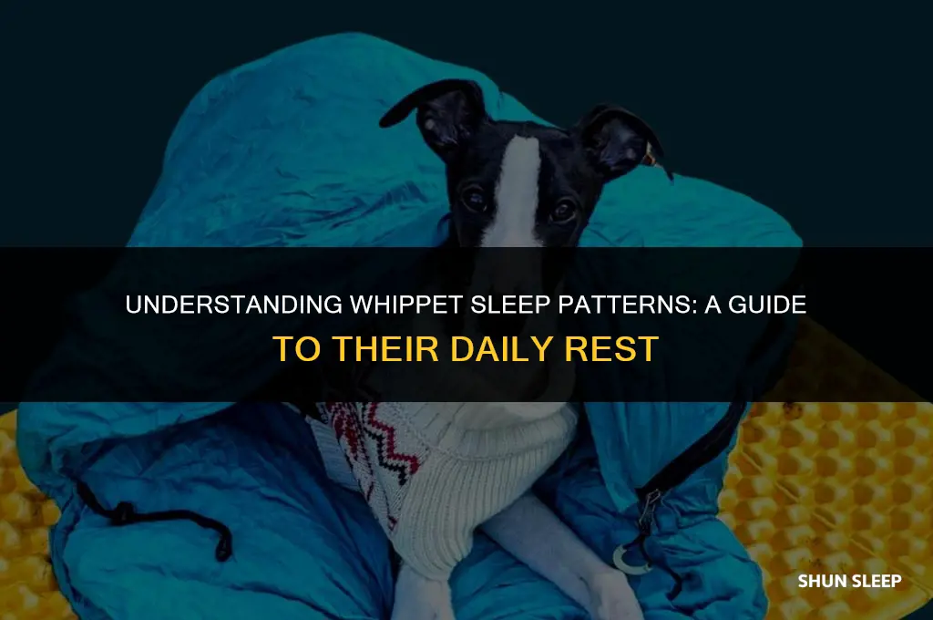 how many hours a day do whippets sleep