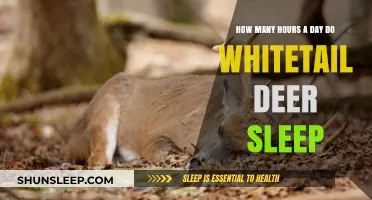 Understanding Whitetail Deer Sleep Patterns: A Daily Rest Guide