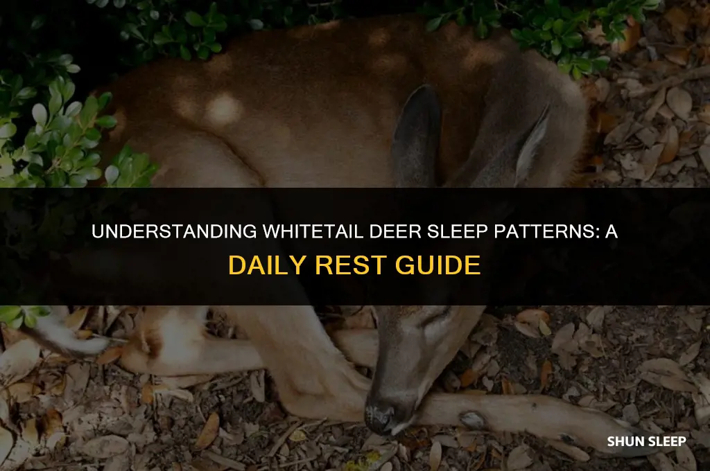 how many hours a day do whitetail deer sleep
