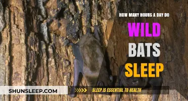 Unveiling the Mysteries of Wild Bats' Daily Slumber Habits