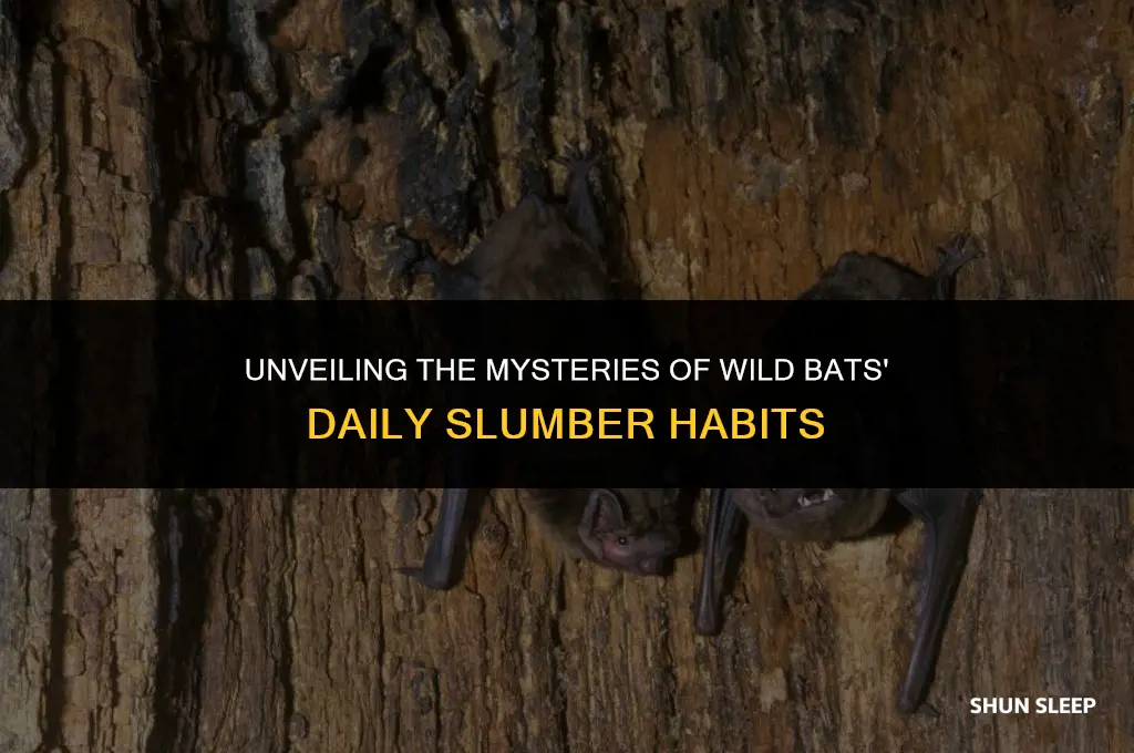 how many hours a day do wild bats sleep