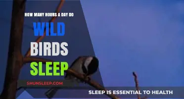 Unveiling the Slumber Secrets of Wild Birds: A Daily Rest Study