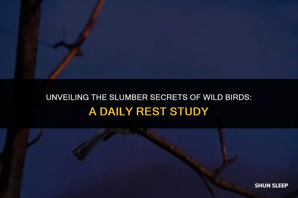 how many hours a day do wild birds sleep