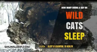 Unveiling the Sleep Secrets of Wild Cats: A Daily Rest Analysis