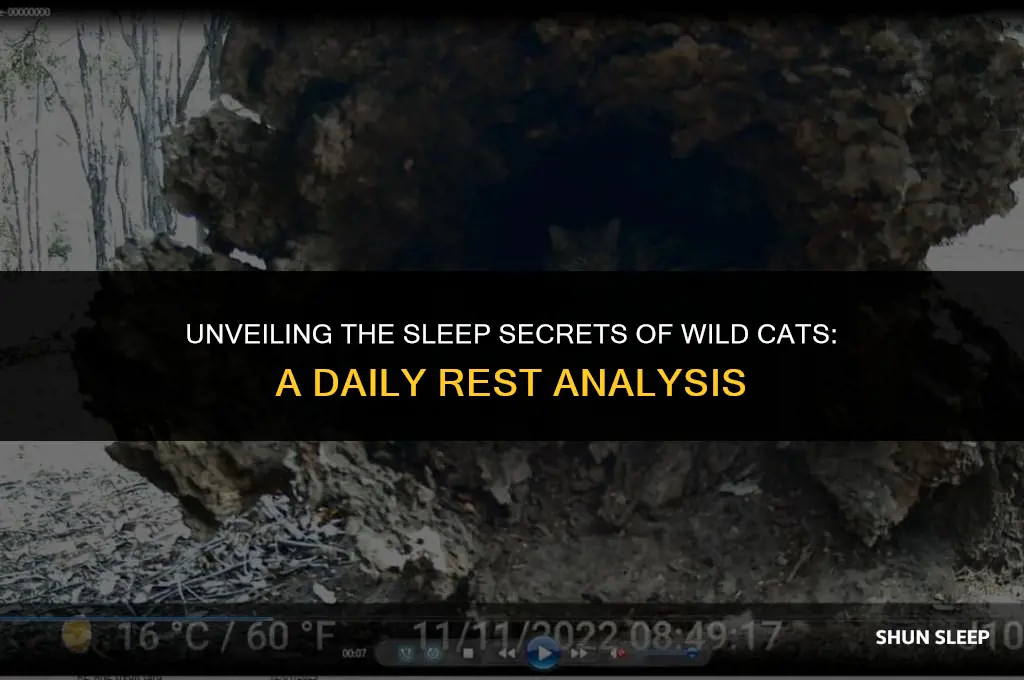 how many hours a day do wild cats sleep
