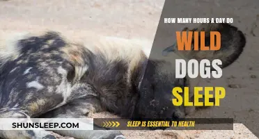 Unveiling the Sleep Secrets of Wild Dogs: A Canine Rest Study