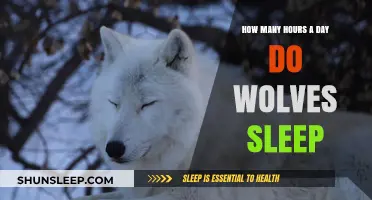 Unveiling the Sleep Secrets of Wolves: A Daily Rest Analysis