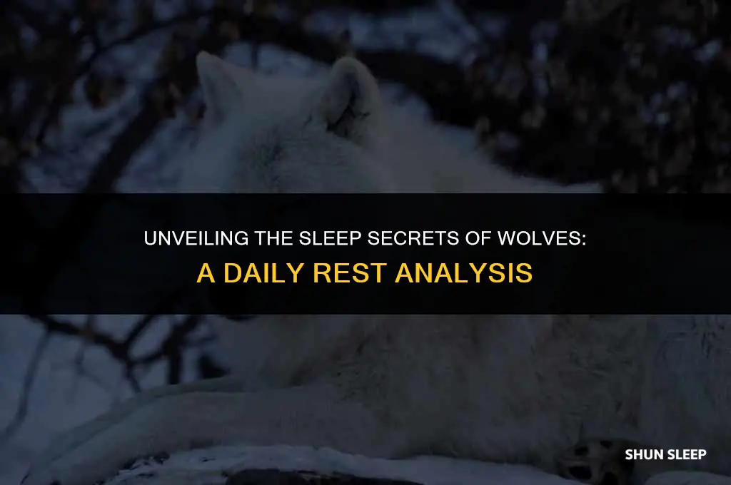 how many hours a day do wolves sleep
