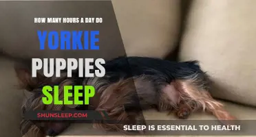 Understanding Yorkie Puppy Sleep Patterns: A Comprehensive Guide