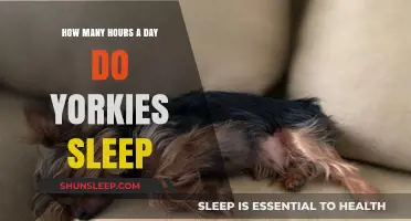 Understanding Yorkie Sleep Patterns: A Guide for Pet Owners