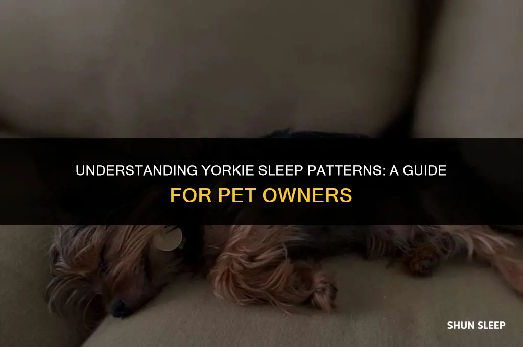 how many hours a day do yorkies sleep